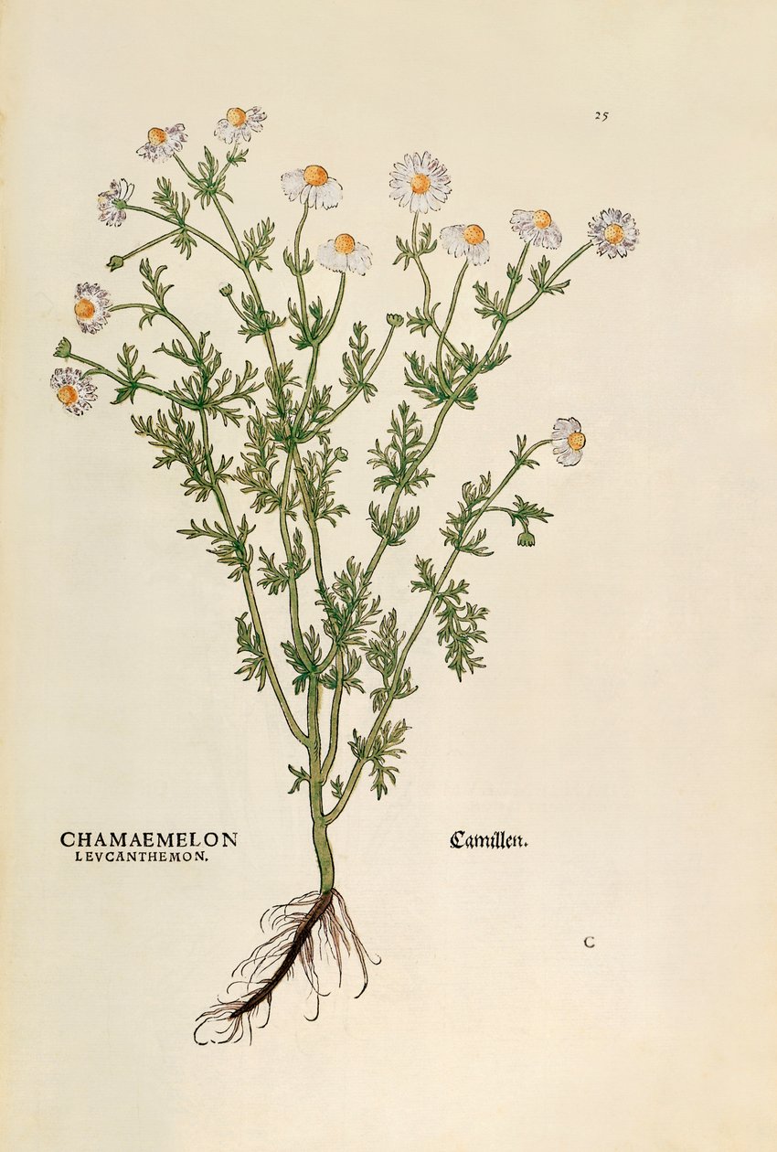 洋甘菊 - Matricaria chamomilla (Chamaemelum leucanthemum)，作者Leonhart Fuchs，来自De historia stirpium commentarii insignes（《植物历史的著名评论》），彩色雕刻。 作者 莱昂哈德·福克斯