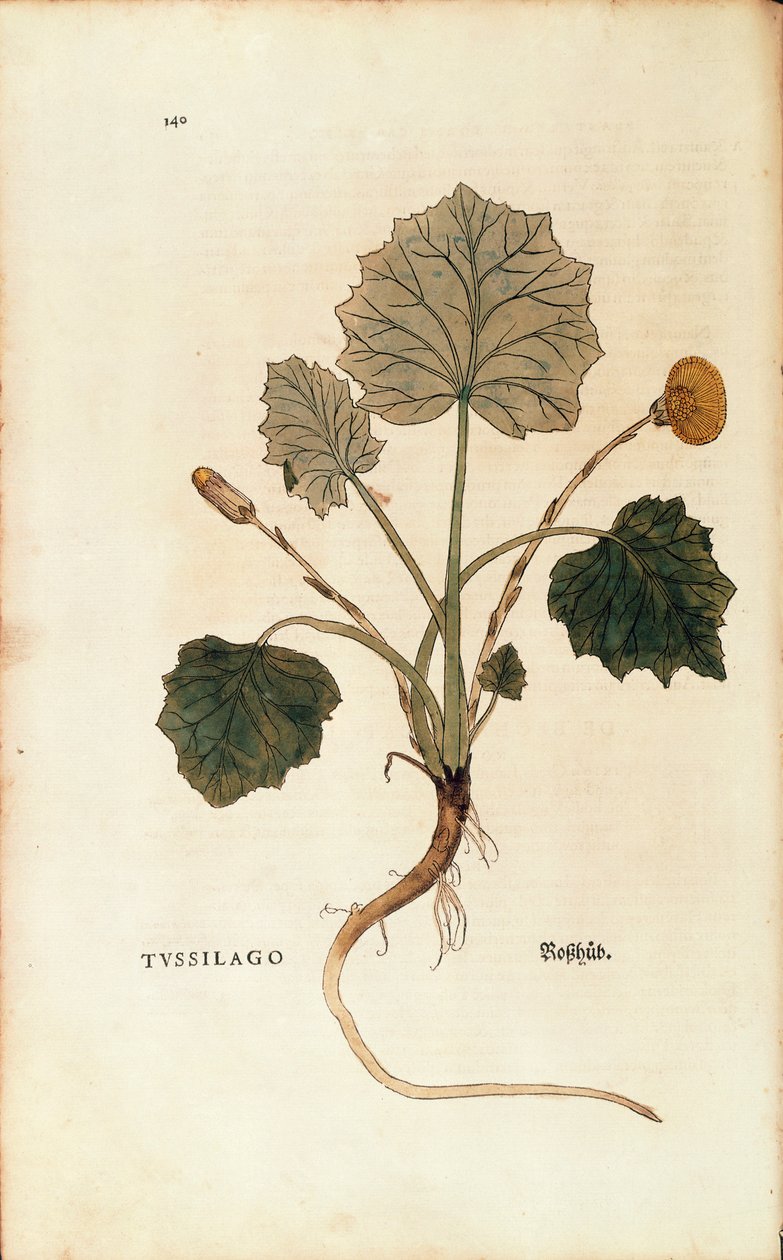 款冬花（Tussilago farfara），作者Leonhart Fuchs，来自De historia stirpium commentarii insignes（关于植物历史的著名评论），彩色雕刻。 作者 莱昂哈德·福克斯