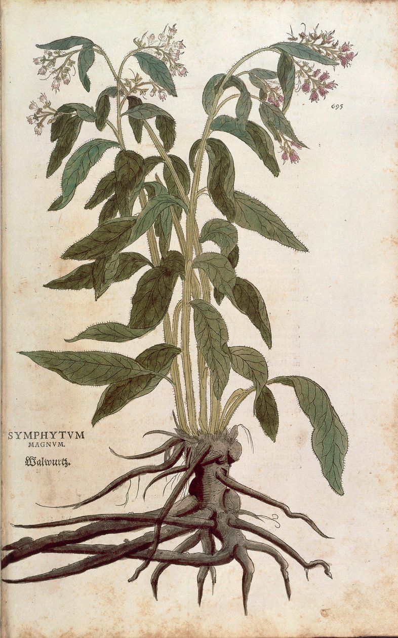 紫草 - Symphytum officinale (Symphytum magnus) by Leonhart Fuchs from De historia Stirpium commentarii insignes (Notable Commentaries on the History of Plants)，彩色雕刻 作者 莱昂哈德·福克斯