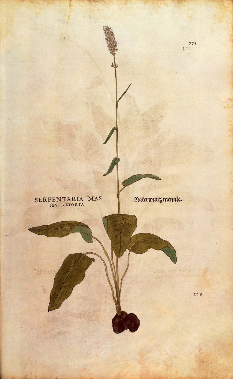 常见的Bistort - Persicaria bistorta或Bistorta polygonum（Serpentaria mas seu bistorta），作者Leonhart Fuchs来自De historia stirpium commentarii insignes（关于植物历史的著名评论）彩色雕版画。 作者 莱昂哈德·福克斯