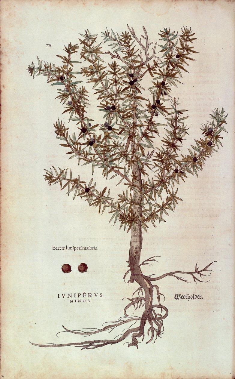 普通杜松 - Juniperus communis (Juniperus minor) by Leonhart Fuchs from De historia stirpium commentarii insignes (Notable Commentaries on the History of Plants) colored engraving. 作者 莱昂哈德·福克斯