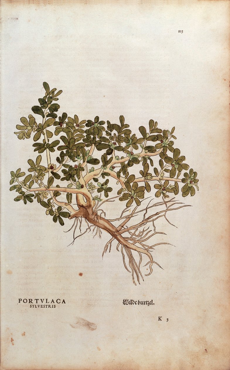 普通马齿苋或猪笼草--马齿苋（Portulaca sylvestris），作者Leonhart Fuchs，来自De historia stirpium commentarii insignes（《植物历史的著名评论》），彩色雕刻。 作者 莱昂哈德·福克斯
