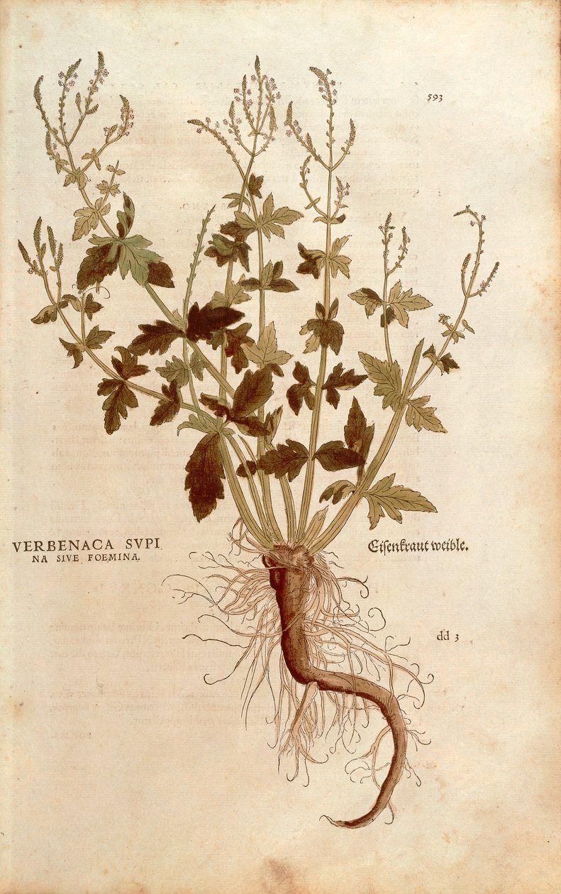 普通马鞭草或马鞭草 - 马鞭草 (Verbenaca supina sive foemina) 由 Leonhart Fuchs 从 De historia Stirpium commentarii insignes（植物史的著名评论）彩色雕刻 作者 莱昂哈德·福克斯