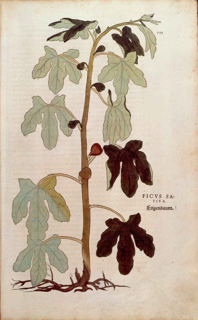 普通无花果 - Ficus carica (Ficus sativa) by Leonhart Fuchs from De historia Stirpium commentarii insignes（植物史的著名评论），彩色雕刻 作者 莱昂哈德·福克斯