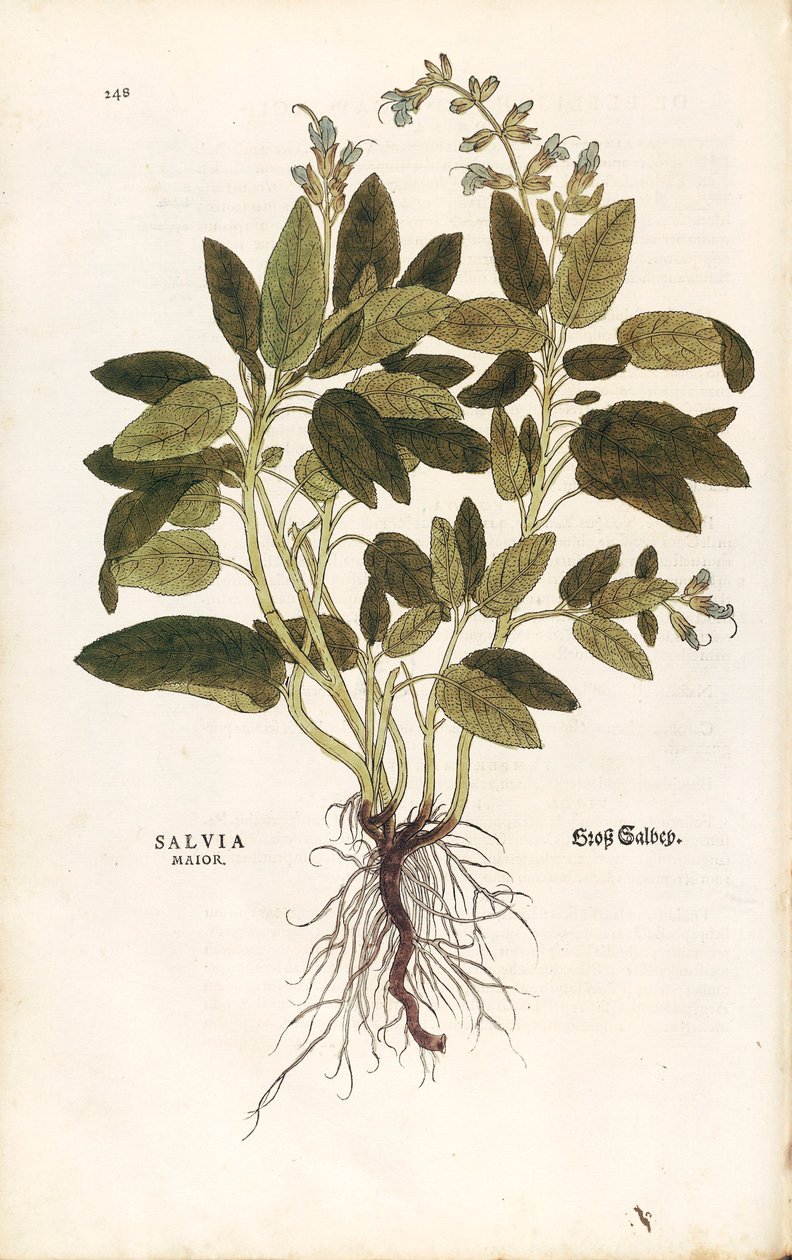 常见的鼠尾草 - 丹参 (Salvia maior) by Leonhart Fuchs from De historia Stirpium commentarii insignes (Notable Commentaries on the History of Plants) 彩色雕刻 作者 莱昂哈德·福克斯