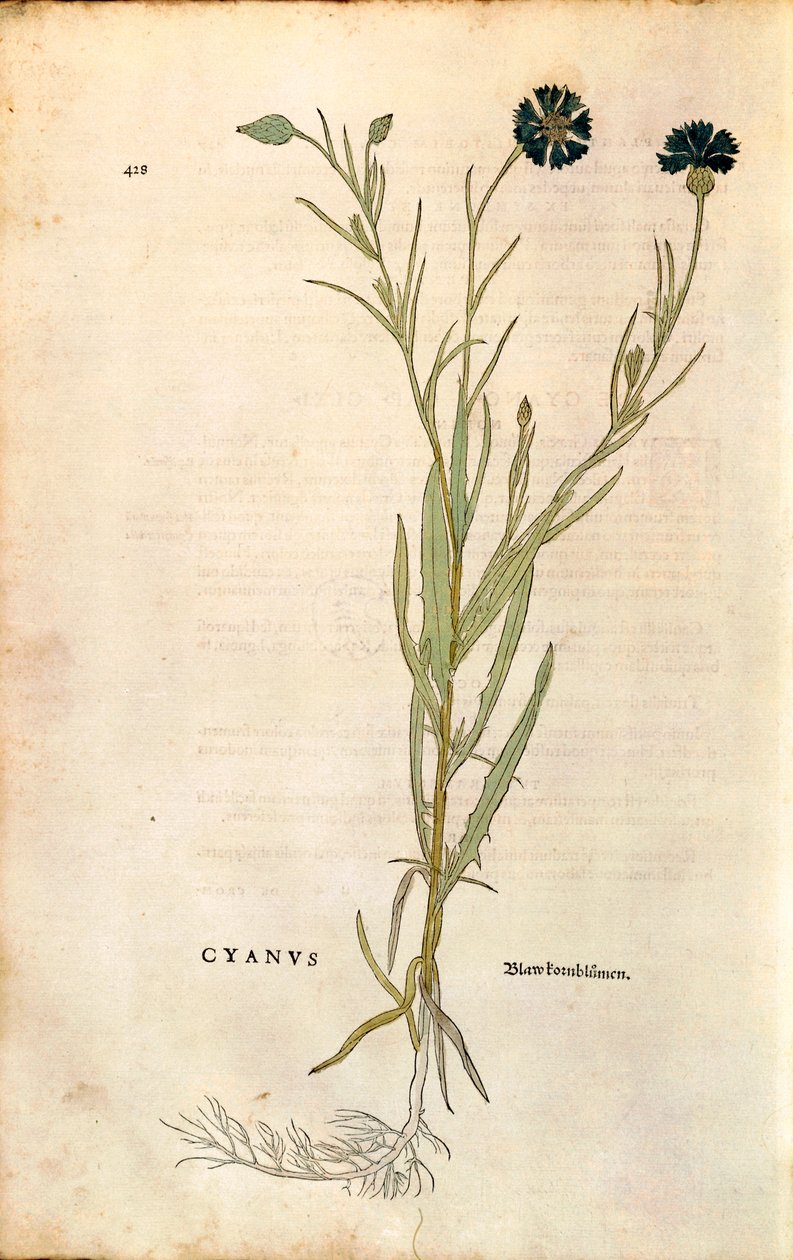 矢车菊（Centaurea cyanus），作者Leonhart Fuchs，来自De historia stirpium commentarii insignes（关于植物历史的著名评论），彩色雕刻。 作者 莱昂哈德·福克斯