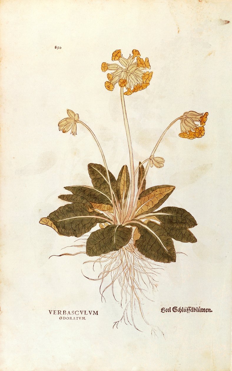 Cowslip - Primula veralis officinalis (Verbasculum odoratum) by Leonhart Fuchs from De Historia Racum Commentaries (Notable Commentaries on the History of Plants)，彩色雕刻 作者 莱昂哈德·福克斯
