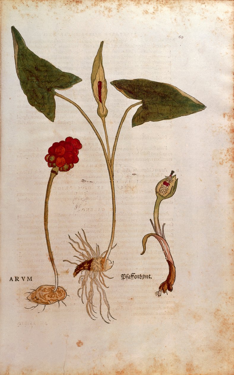 布谷鸟品脱或意大利的贵族和女士 - Arum italicum (Arum) by Leonhart Fuchs from De historia Stirpium commentarii insignes (Notable Commentaries on the History of Plants)，彩色雕刻 作者 莱昂哈德·福克斯