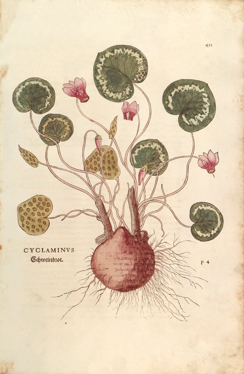 仙客来（Cyclaminus），Leonhart Fuchs的作品，出自De historia stirpium commentarii insignes（关于植物历史的著名评论）彩色版画。 作者 莱昂哈德·福克斯