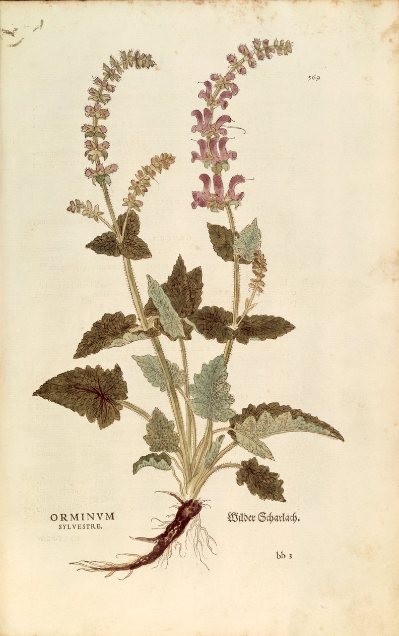 龙口（Horminum或Orminum sylvestre），作者Leonhart Fuchs，来自De historia stirpium commentarii insignes（《植物历史的重要评论》），彩色雕刻。 作者 莱昂哈德·福克斯
