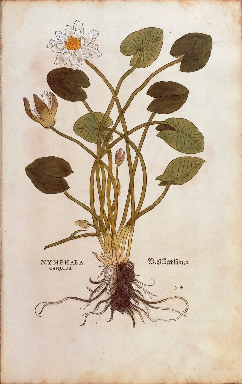 欧洲白睡莲或白莲花 - Nymphaea alba (Nymphaea candida) by Leonhart Fuchs from De historia Stirpium commentarii insignes (Notable Commentaries on the History of Plants)，彩色雕刻 作者 莱昂哈德·福克斯
