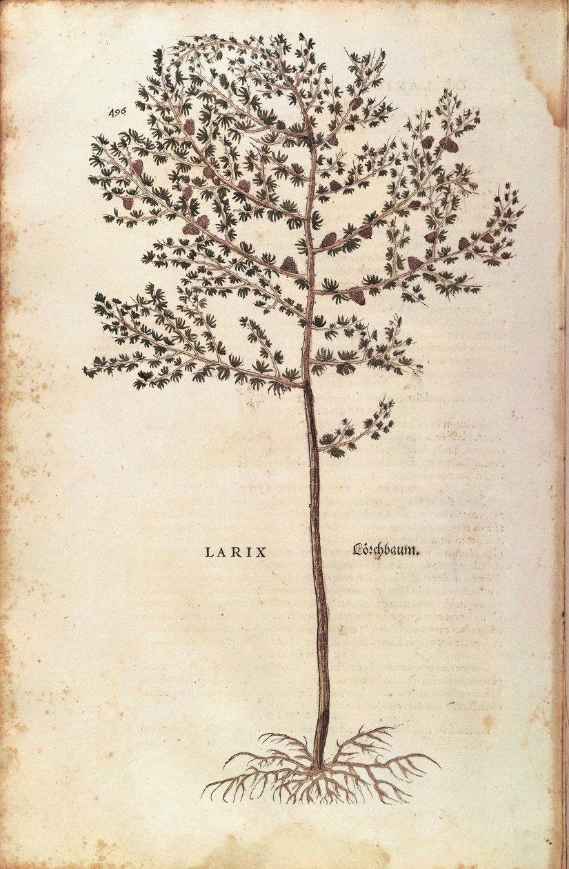 欧洲落叶松 (Larix decidua) by Leonhart Fuchs 来自 De historia Stirpium commentarii insignes（植物史的著名评论）彩色雕刻 作者 莱昂哈德·福克斯