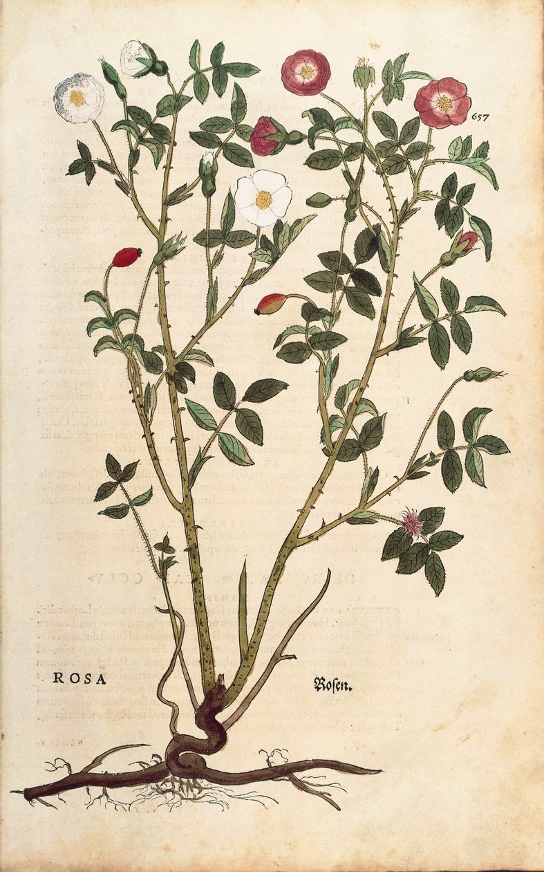 常青玫瑰（Rosa sempervirens），作者Leonhart Fuchs，来自《植物史上的著名评论》（De historia stirpium commentarii insignes），彩色雕刻。 作者 莱昂哈德·福克斯