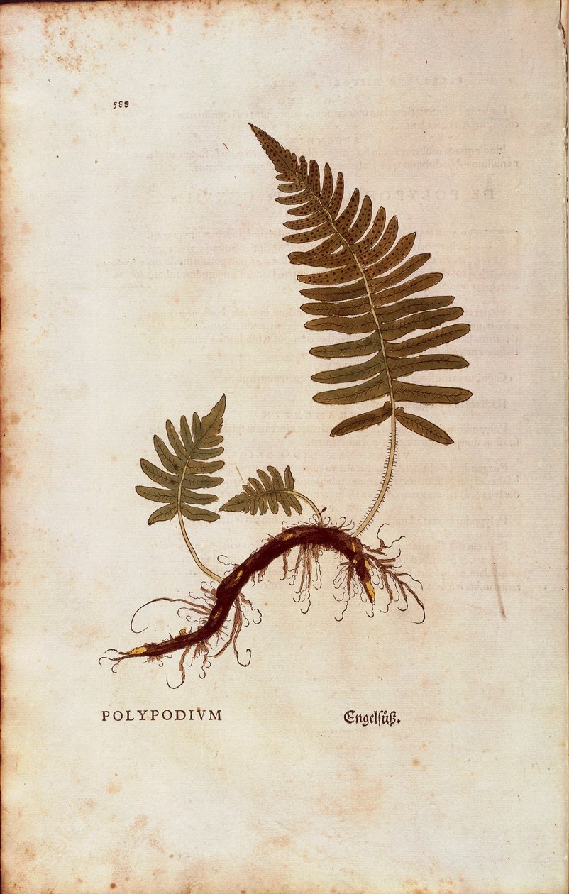 蕨类，普通多肉植物（Polypodium vulgare），作者Leonhart Fuchs，来自De historia stirpium commentarii insignes（《植物历史的著名评论》）的彩色雕刻。 作者 莱昂哈德·福克斯