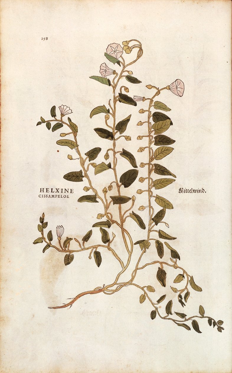 田野结缕草--Convolvulus arvensis（Helxine cissampelos），作者Leonhart Fuchs，来自De historia stirpium commentarii insignes（《植物历史的著名评论》）的彩色雕刻版。 作者 莱昂哈德·福克斯