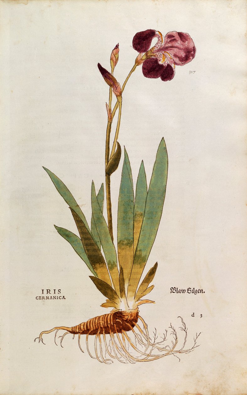 德国鸢尾花 - Iris florentina（Iris germanica），作者Leonhart Fuchs，来自De historia stirpium commentarii insignes（《植物历史的著名评论》），彩色雕刻。 作者 莱昂哈德·福克斯