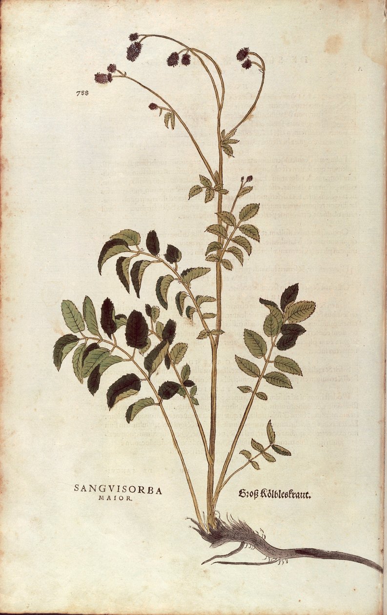 Greatburnet - Sanguisorba officinalis (Sanguisorba Major) by Leonhart Fuchs from De historia Stirpium commentarii insignes (Notable Commentaries on the History of Plants) 彩色雕刻 作者 莱昂哈德·福克斯