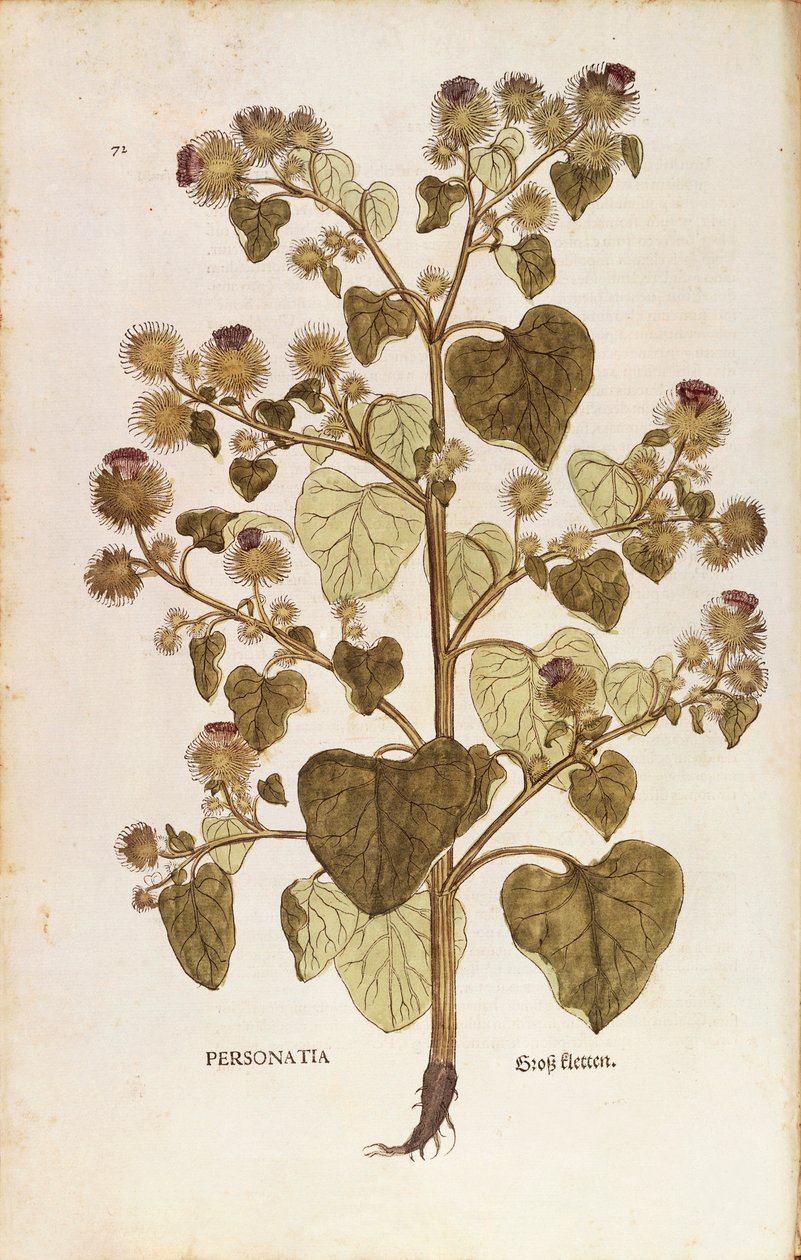 大牛蒡 - 牛蒡 (Personatia) by Leonhart Fuchs from De historia Stirpium commentarii insignes (Notable Commentaries on the History of Plants)，彩色雕刻 作者 莱昂哈德·福克斯