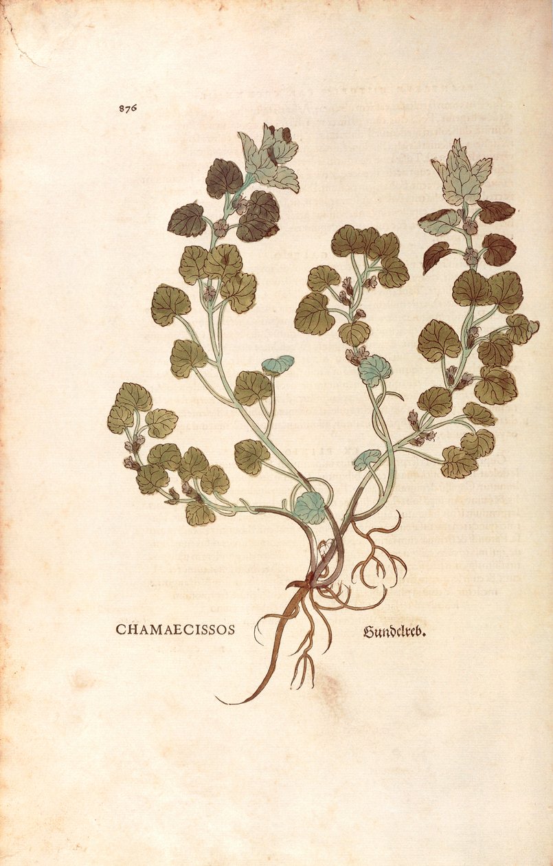 Ground-ivy - Glechoma hederacea (Chamaecissos) by Leonhart Fuchs from De historia stirpium commentarii insignes (Notable Commentaries on the History of Plants), colored engraving. 作者 莱昂哈德·福克斯