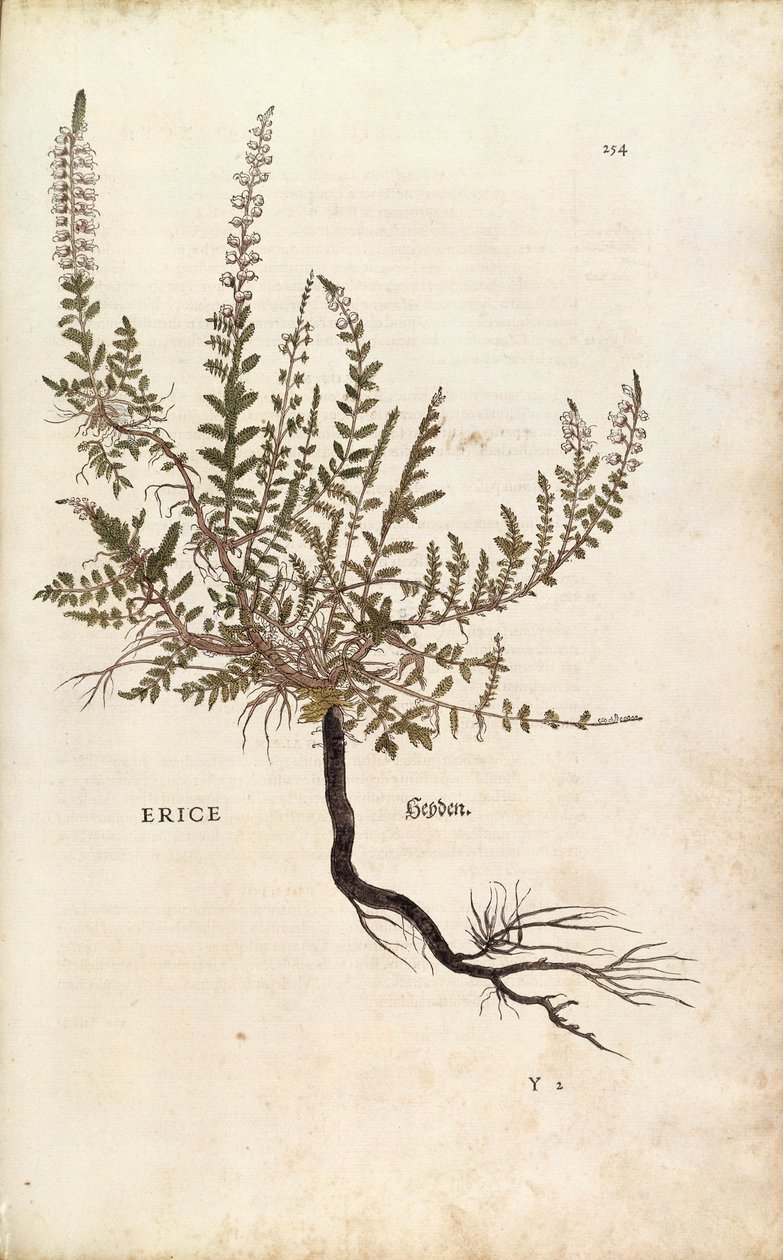 红叶石楠--Calluna vulgaris (Erice) by Leonhart Fuchs from De historia stirpium commentarii insignes (Notable Commentaries on the History of Plants), colored engraving. 作者 莱昂哈德·福克斯