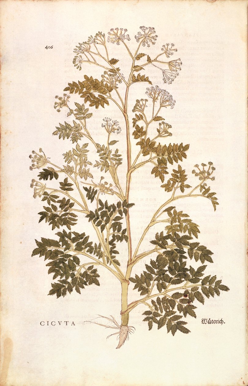 铁杉--Conium maculatum（Cicuta），作者Leonhart Fuchs，来自De historia stirpium commentarii insignes（《植物史上的重要注释》），彩色雕刻。 作者 莱昂哈德·福克斯