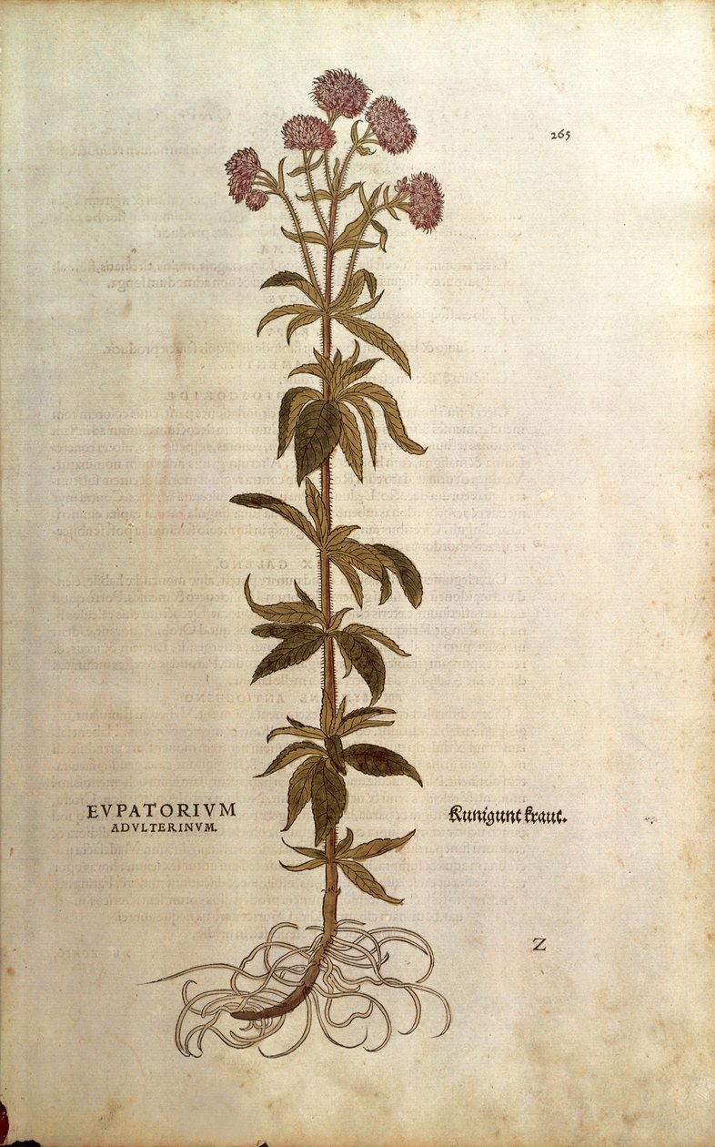 Hemp-agrimony - Eupatorium cannabinum (Eupatorium Adulterinum) by Leonhart Fuchs from De historia Stirpium commentarii insignes (Notable Commentaries on the History of Plants)，彩色雕刻 作者 莱昂哈德·福克斯