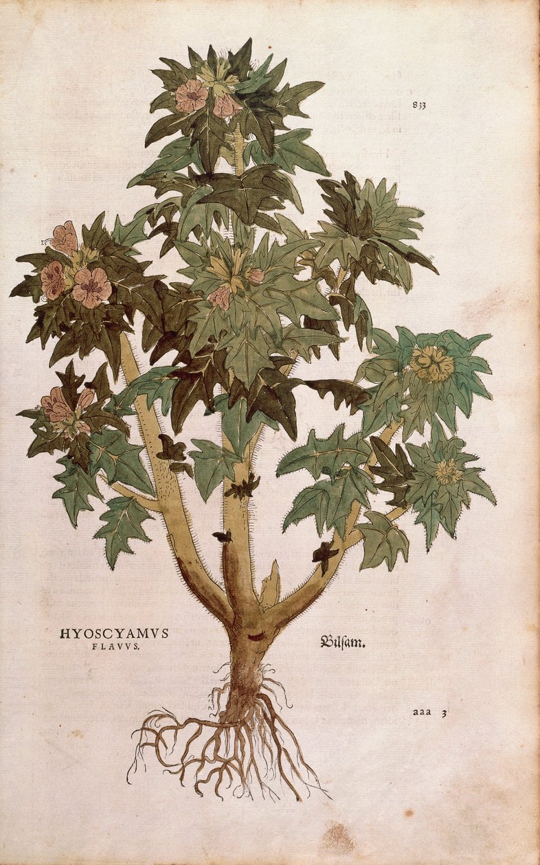 Henbane - Hyoscyamus niger (Hyoscyamus flavus) by Leonhart Fuchs from De historia stirpium commentarii insignes (Notable Commentaries on the History of Plants) colored engraving. 作者 莱昂哈德·福克斯
