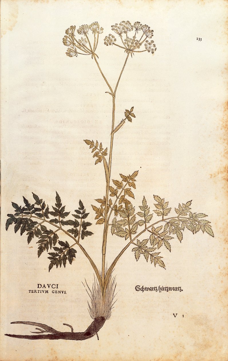 猪茴香 - Peucedanum cervaria (Dauci tertium genus) by Leonhart Fuchs from De historia Stirpium commentarii insignes (Notable Commentaries on the History of Plants) 彩色雕刻 作者 莱昂哈德·福克斯