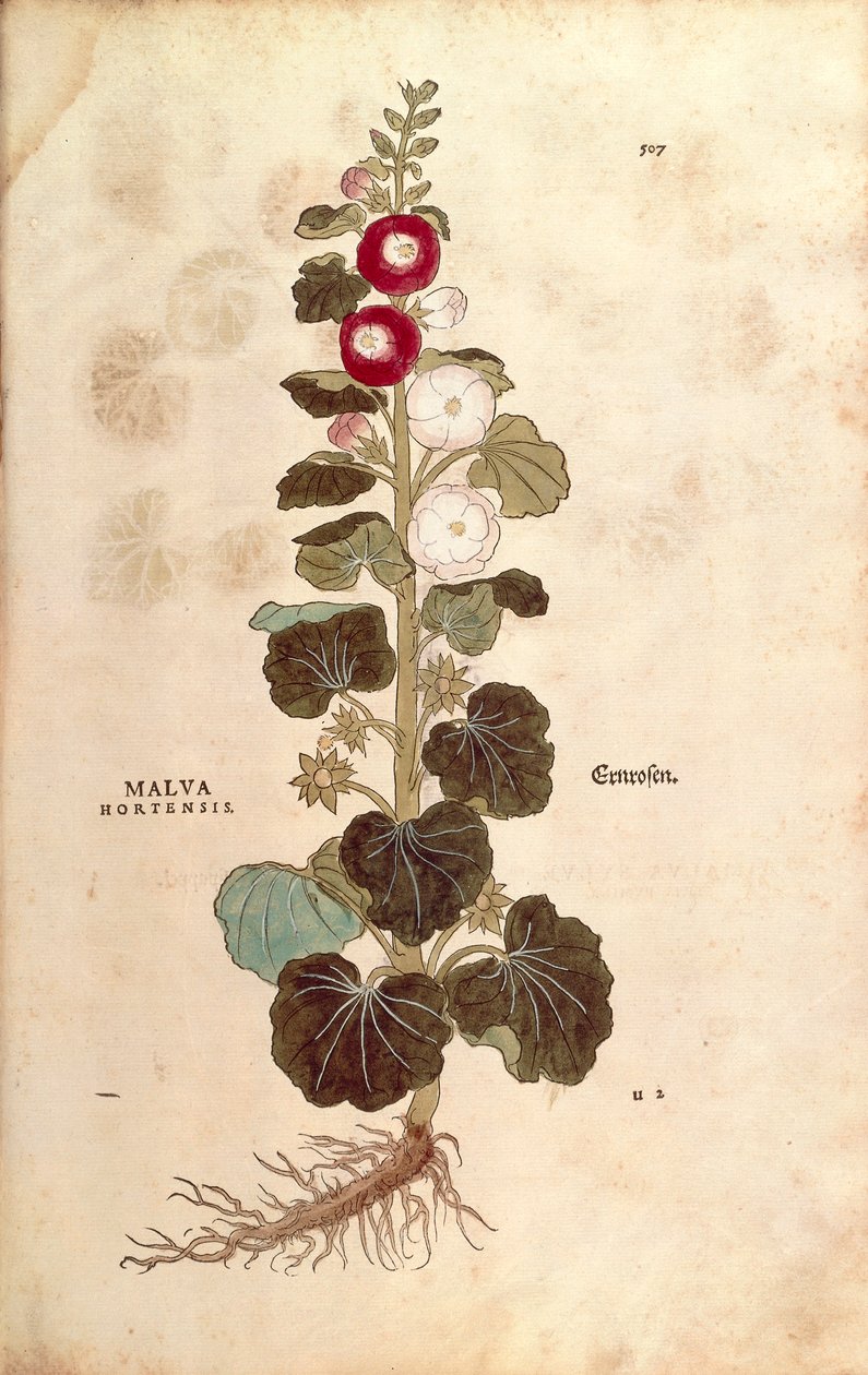 Hollyhock - Malvaceae - Alcea (Malva hortensis) by Leonhart Fuchs from De historia stirpium commentarii insignes (Notable Commentaries on the History of Plants) colored engraving. 作者 莱昂哈德·福克斯