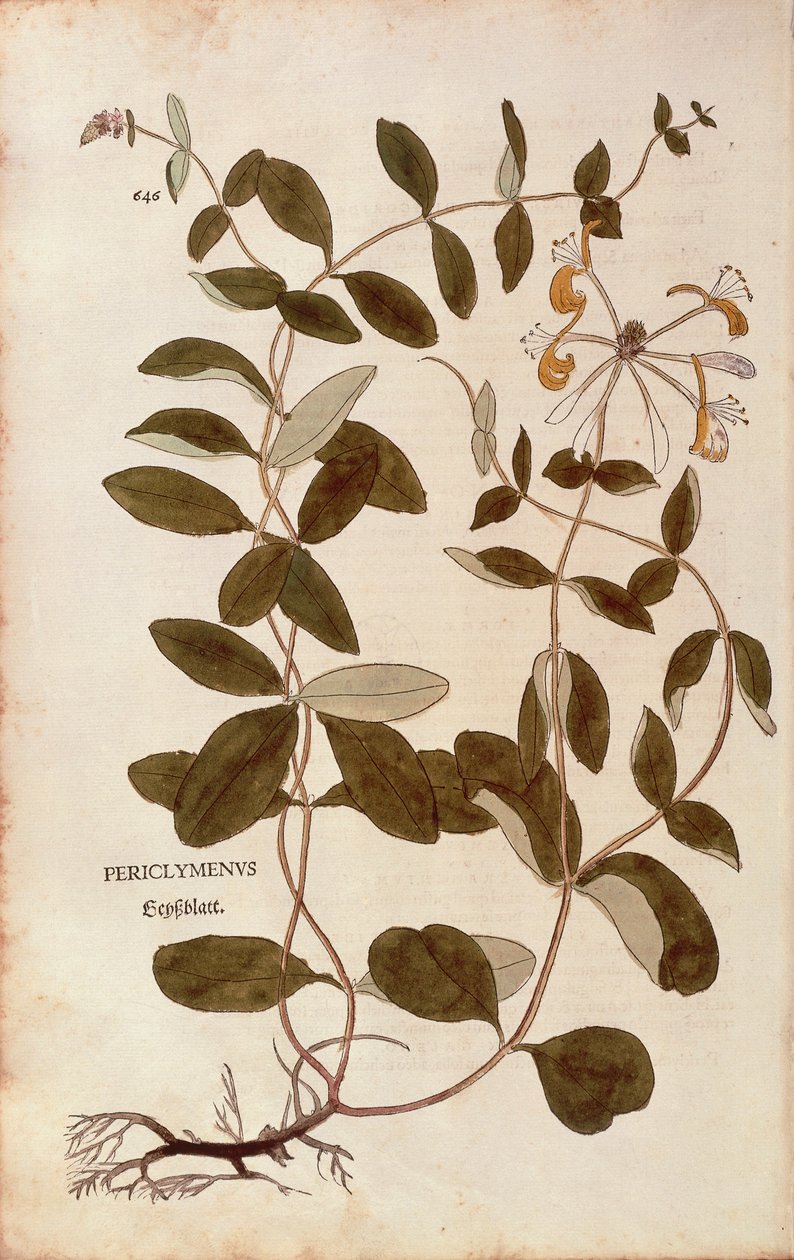 金银花（Lonicera periclymenum），作者Leonhart Fuchs，来自De historia stirpium commentarii insignes（《植物历史的著名评论》），彩色雕刻。 作者 莱昂哈德·福克斯