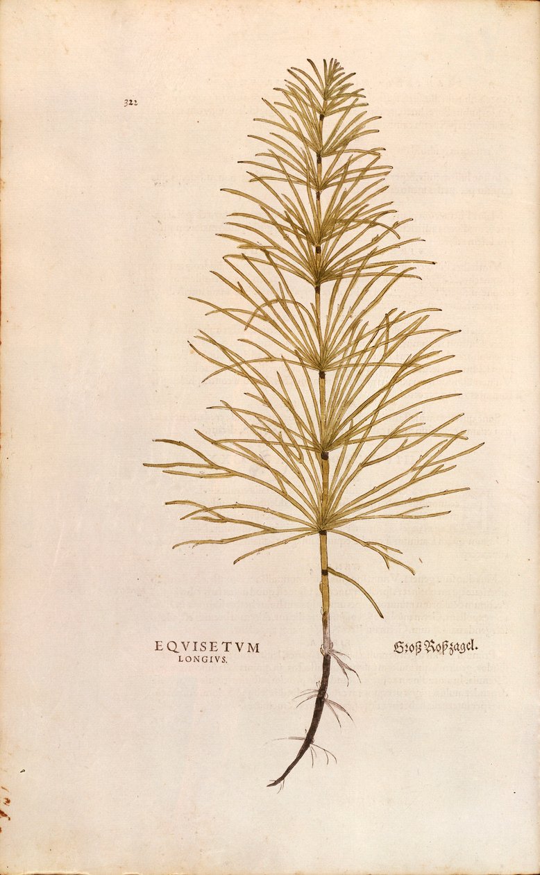 马尾草 - Equisetum arvense (Equisetum longius)，作者Leonhart Fuchs，来自De historia stirpium commentarii insignes（《植物历史的著名评论》），彩色雕刻。 作者 莱昂哈德·福克斯