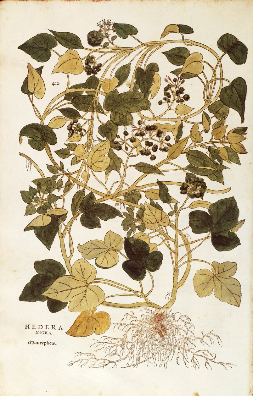 常春藤（Hedera helix nigra aurea），由Leonhart Fuchs创作，出自De historia stirpium commentarii insignes（《植物史上的重要评论》），彩色版画。 作者 莱昂哈德·福克斯
