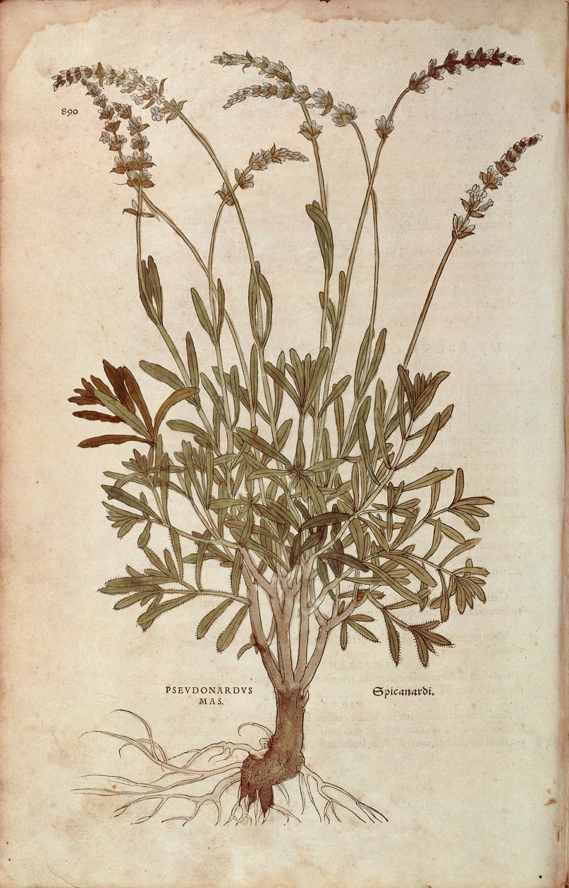 薰衣草--Lavandula spica（Pseudonardus mas），作者Leonhart Fuchs，来自De historia stirpium commentarii insignes（《植物历史的著名评论》），彩色雕刻。 作者 莱昂哈德·福克斯