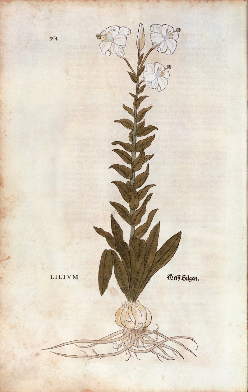 百合花（Lilium），作者Leonhart Fuchs，来自De historia stirpium commentarii insignes（关于植物历史的著名评论），彩色雕刻。 作者 莱昂哈德·福克斯