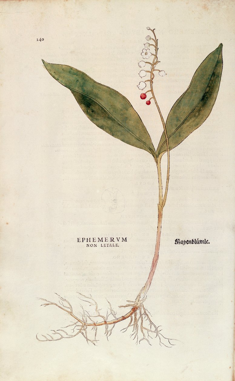 铃兰 - Convallaria majalis (Ephemerum non letale) by Leonhart Fuchs from De historia Stirpium commentarii insignes (Notable Commentaries on the History of Plants)，彩色雕刻 作者 莱昂哈德·福克斯