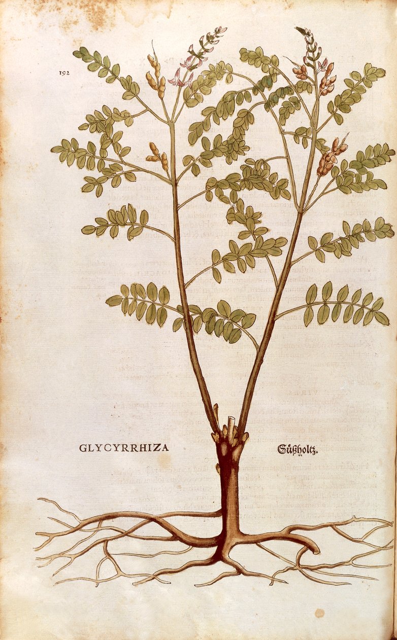 甘草或甘草 (Glycyrrhiza glabra) by Leonhart Fuchs 来自 De historia Stirpium commentarii insignes（植物史的著名评论）彩色雕刻 作者 莱昂哈德·福克斯
