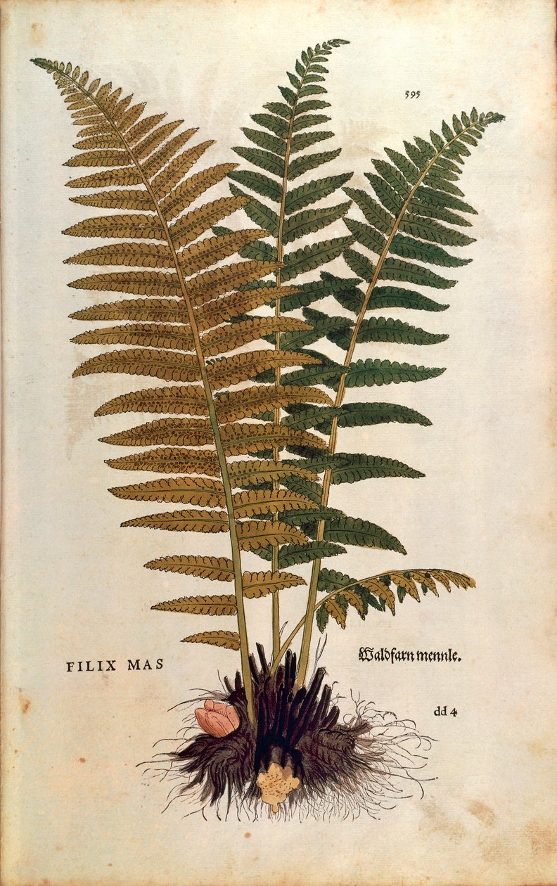 雄性蕨类植物（Dryopteris filix-mas），作者Leonhart Fuchs，来自De historia stirpium commentarii insignes（《植物史上的著名评论》）的彩色雕刻。 作者 莱昂哈德·福克斯