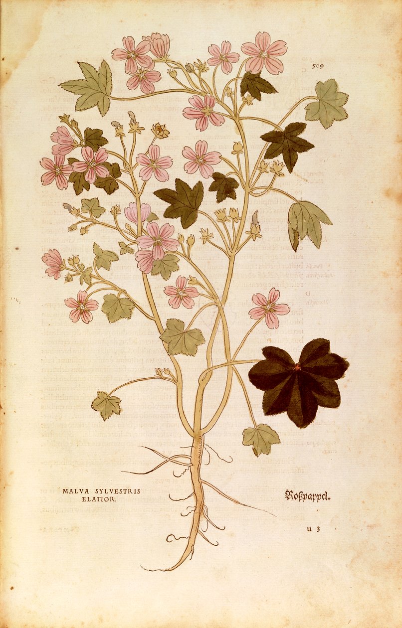 锦葵（Malva sylvestris elatior），作者Leonhart Fuchs，来自De historia stirpium commentarii insignes（《植物史上的重要注释》），彩色雕刻。 作者 莱昂哈德·福克斯