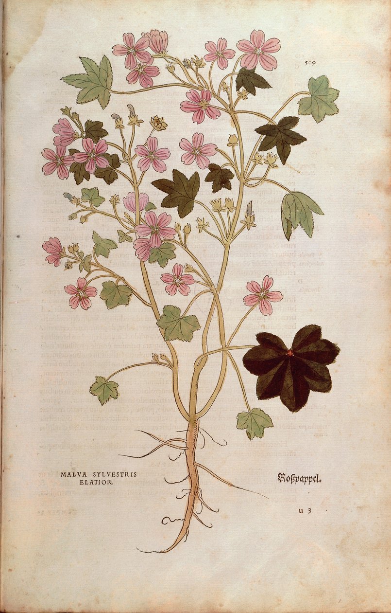 锦葵（Malva sylvestris elatior），作者Leonhart Fuchs，来自De historia stirpium commentarii insignes（《植物史上的重要注释》），彩色雕刻。 作者 莱昂哈德·福克斯