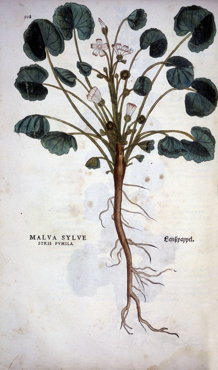 Malva sylvestris (Great White) - 在 Leonhart Fuchs 的“植物历史评论徽章”中 作者 莱昂哈德·福克斯
