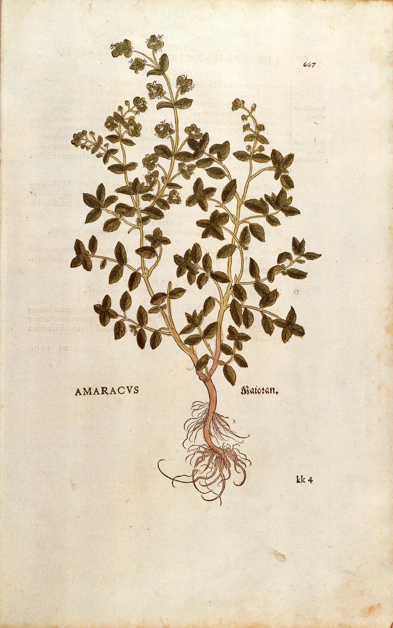 Marjoram - Origanum majorana (Amaracus) by Leonhart Fuchs from De historia Stirpium commentarii insignes（植物史的著名评论）彩色雕刻 作者 莱昂哈德·福克斯