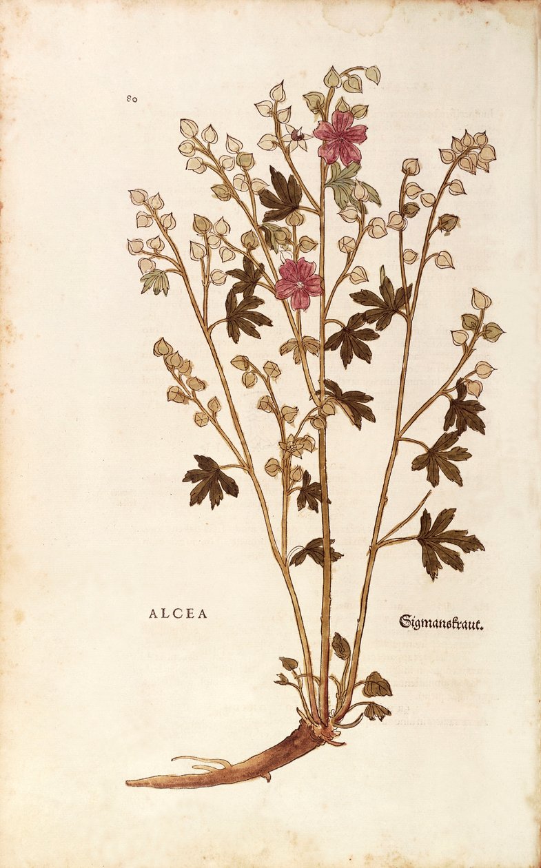 棉花糖 - 莱昂哈特·富克斯 (Leonhart Fuchs) 出品的 Althaea 来自 De historia Stirpium commentarii insignes（植物史的著名评论）彩色雕刻 作者 莱昂哈德·福克斯