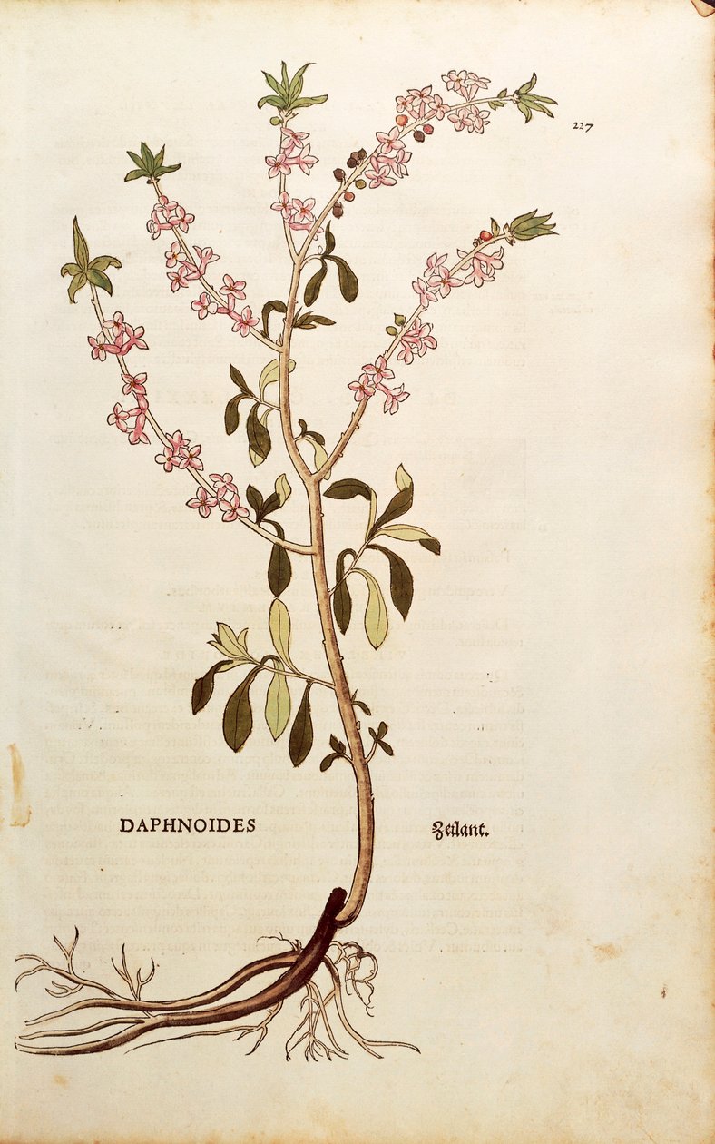 Mezereon--Daphne mezereum (Daphnoides)，作者Leonhart Fuchs，来自De historia stirpium commentarii insignes（《植物历史的著名评论》），彩色雕刻。 作者 莱昂哈德·福克斯