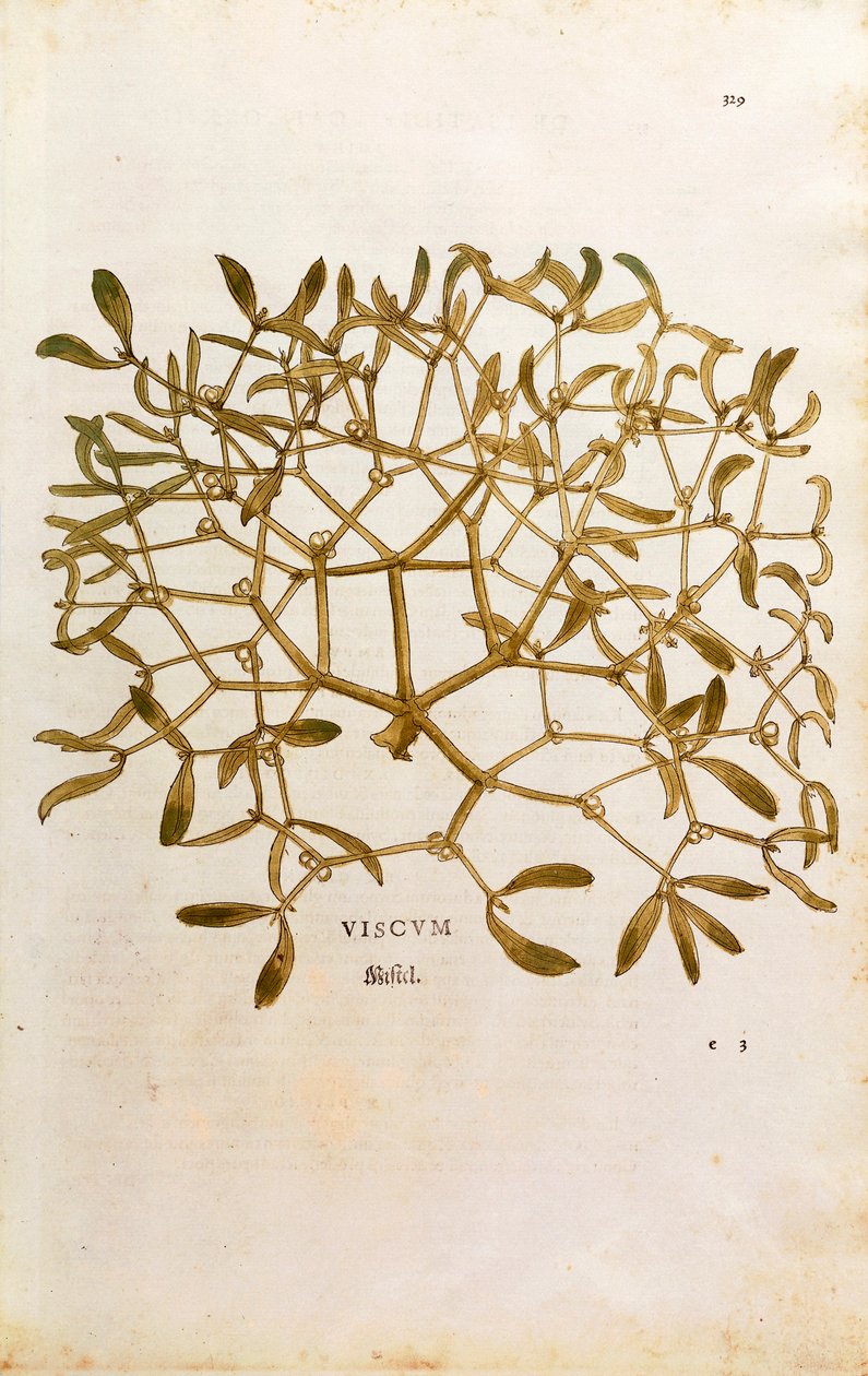 槲寄生 (Viscum 专辑) by Leonhart Fuchs from De historia Stirpium commentarii insignes (Notable Commentaries on the History of Plants) 彩色雕刻 作者 莱昂哈德·福克斯
