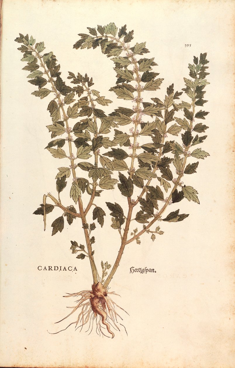 益母草（Leonurus cardiaca），作者Leonhart Fuchs，来自De historia stirpium commentarii insignes（关于植物历史的著名评论）的彩色版画。 作者 莱昂哈德·福克斯