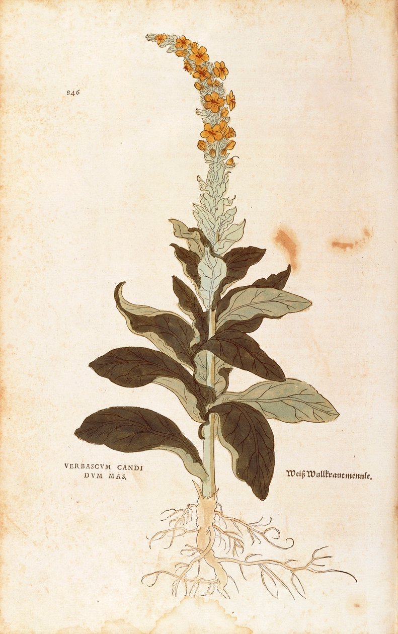 Mullein - Verbascum Thapsus (Verbasco candidum mas) by Leonhart Fuchs from De historia Stirpium commentarii insignes (Notable Commentaries on the History of Plants)，彩色雕刻 作者 莱昂哈德·福克斯