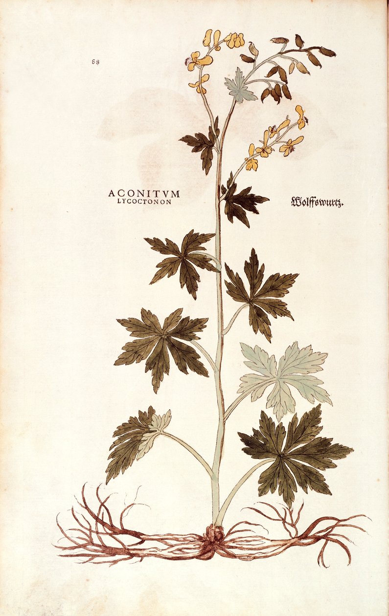 北方狼牙棒（Aconitum lycoctonum），作者Leonhart Fuchs，来自De historia stirpium commentarii insignes（《植物史上的著名评论》），彩色雕刻。 作者 莱昂哈德·福克斯
