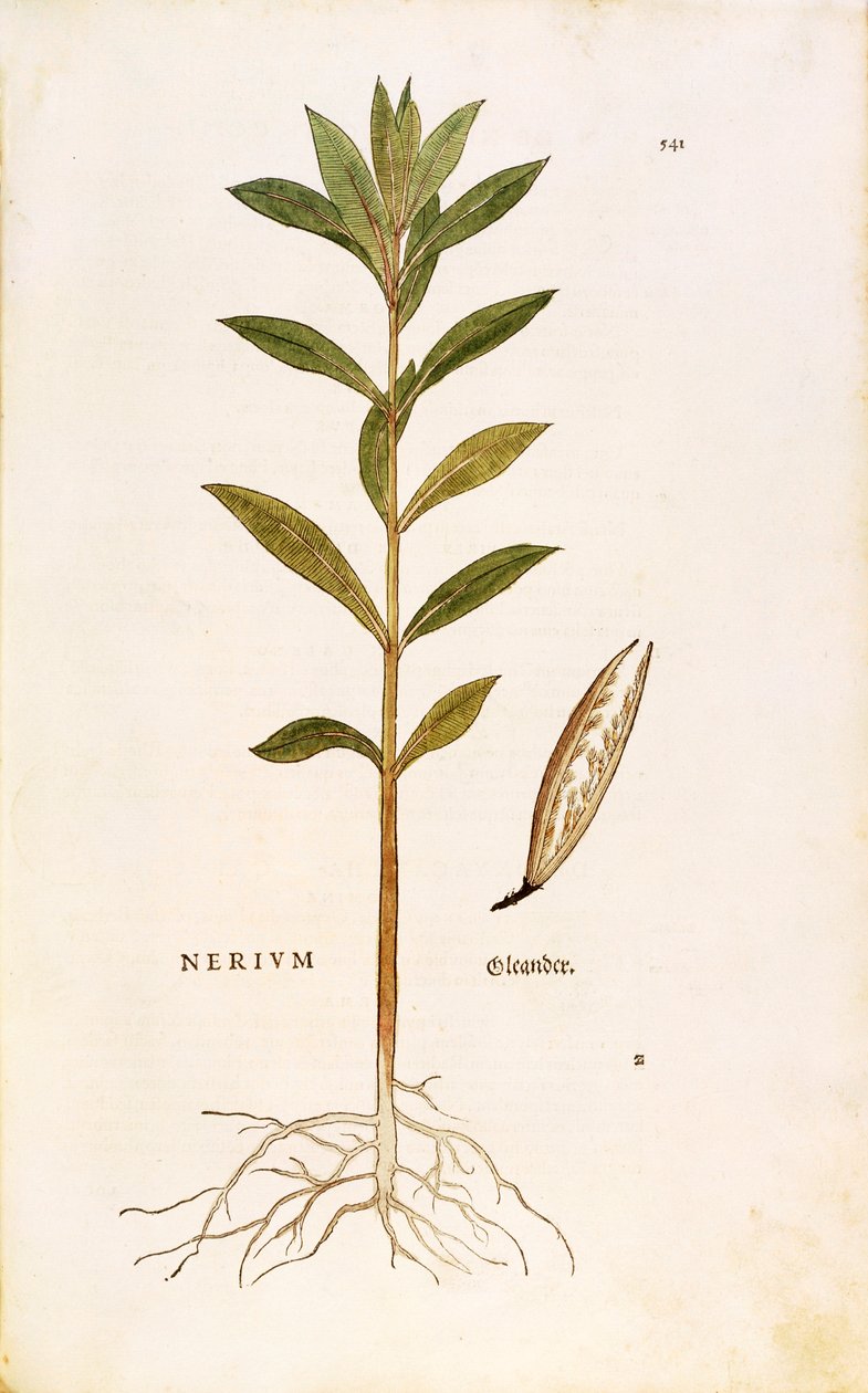 夹竹桃 (Nerium oleander) by Leonhart Fuchs from De historia Stirpium commentarii insignes（植物史的著名评论），彩色雕刻 作者 莱昂哈德·福克斯