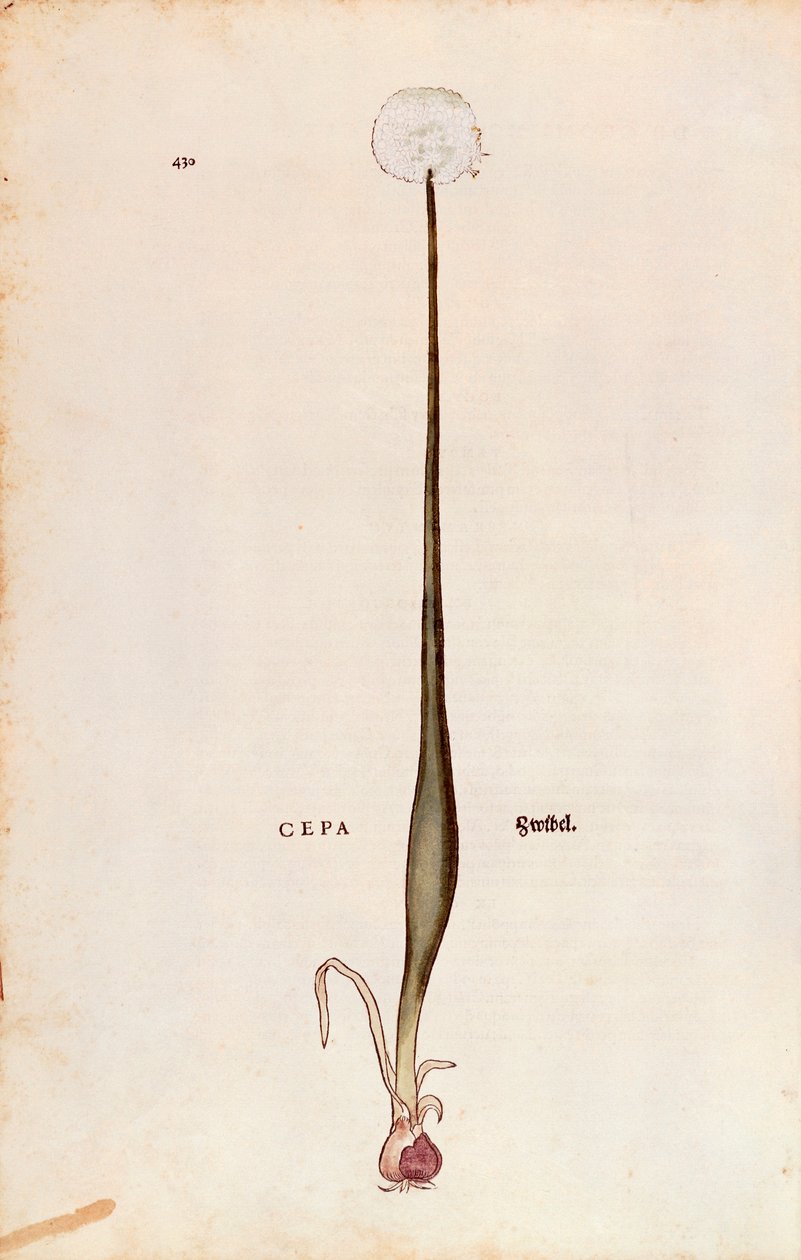洋葱（Allium cepa），作者Leonhart Fuchs，来自De historia stirpium commentarii insignes（关于植物历史的著名评论），彩色雕刻品。 作者 莱昂哈德·福克斯
