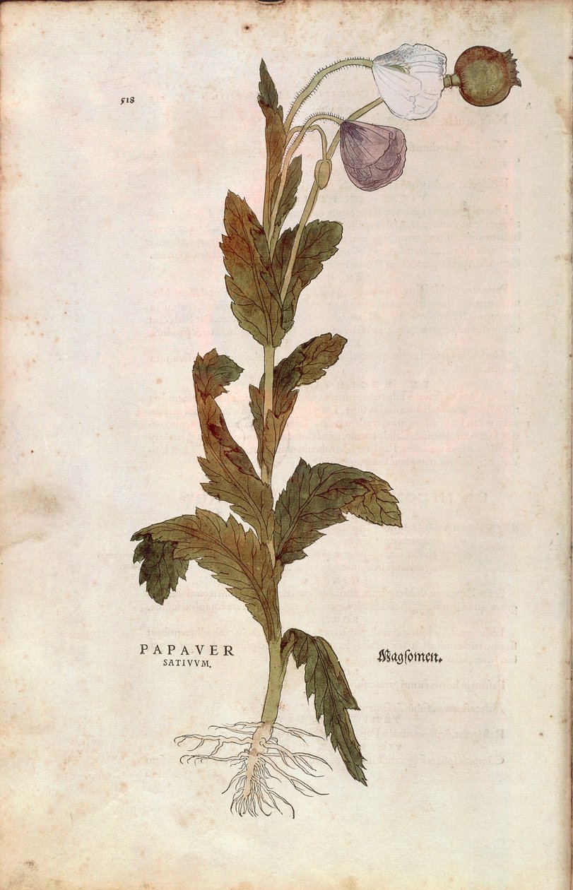 鸦片罂粟--Papaver somniferum（Papaver satiuum），作者Leonhart Fuchs，来自De historia stirpium commentarii insignes（《植物历史的著名评论》），彩色雕刻。 作者 莱昂哈德·福克斯